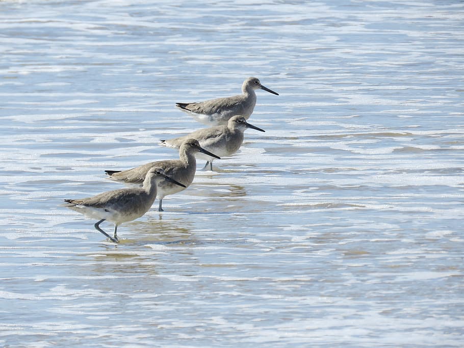 sanderlings, ocean, tide, animal themes, bird, animal wildlife HD wallpaper