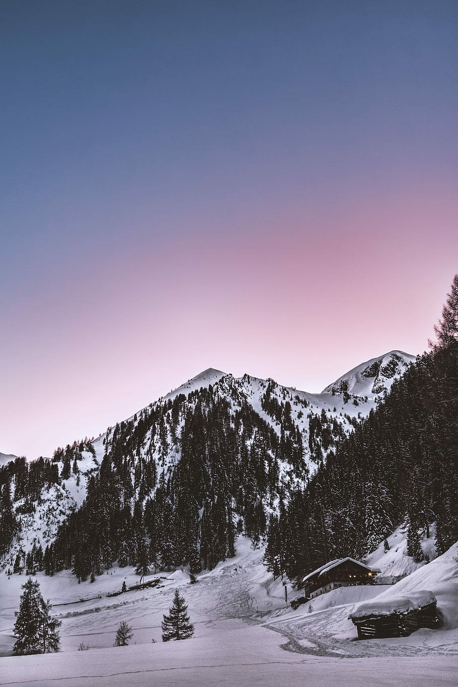 house near mountain covered by snow and pine trees, pine trees in mountain HD wallpaper