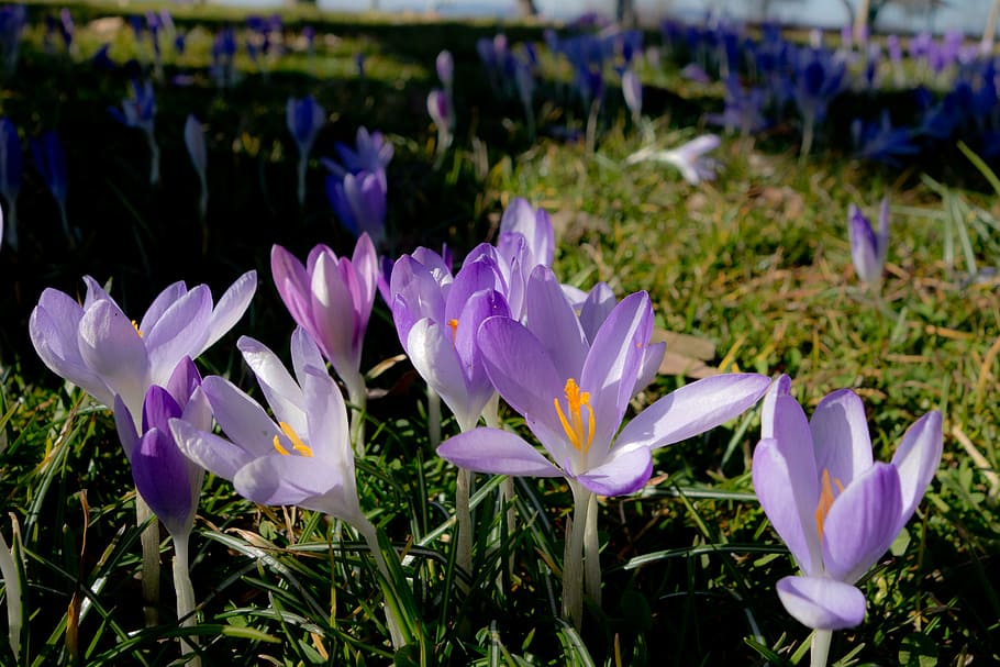 crocus, spring, blossom, bloom, flowers, meadow, summer, pollen HD wallpaper