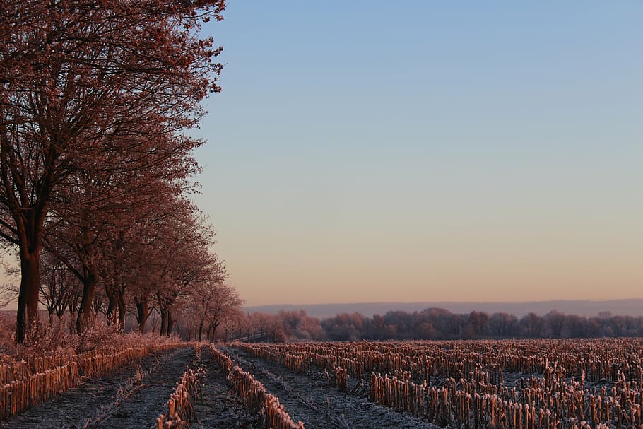 sunrise, winter, tree, landscape, morgenstimmung, skies, sky HD wallpaper