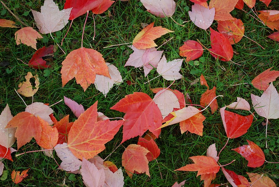 Fall, Leaves, Nature, Grass, Colors, red leaves, ground, season HD wallpaper