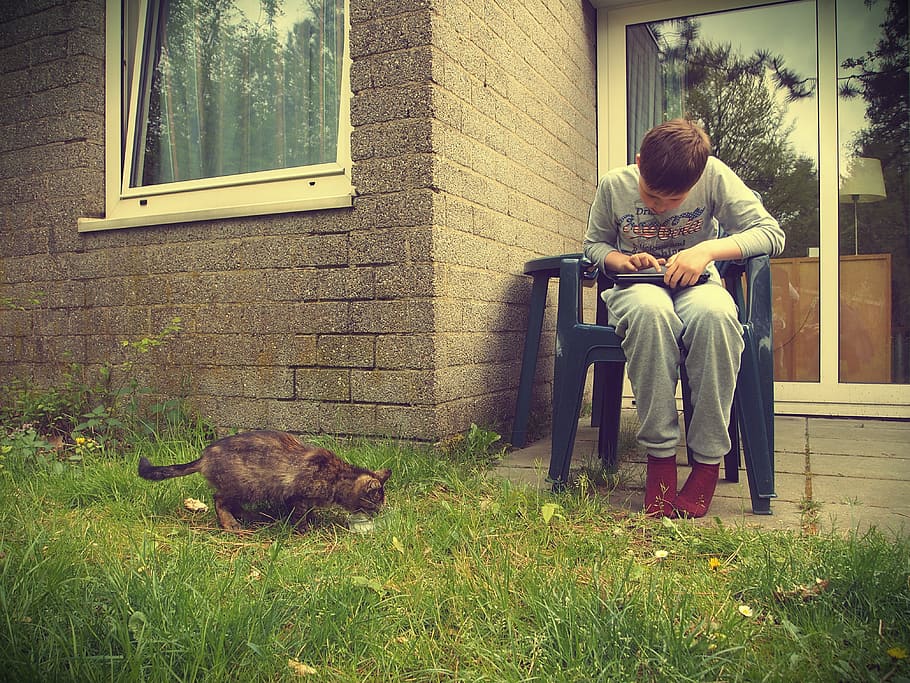 boy, tablet, sit, domestic, focus, cats, drinking, stray cats HD wallpaper
