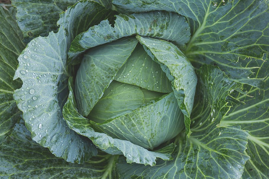 blooming cabbage, bright, color, dew, flora, food, freshness HD wallpaper