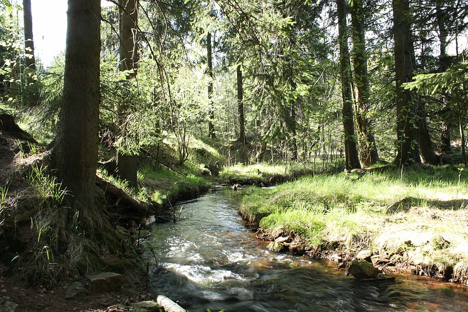 forest, bach, trees, mountain stream, wilderness, nature, plant HD wallpaper