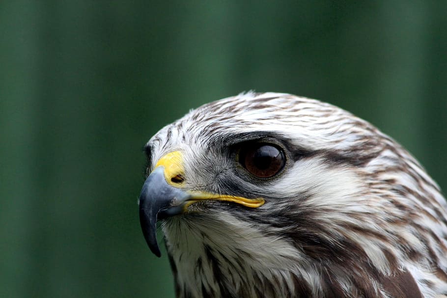 hawk, buzzard, buteo lagopus, rough-legged buzzard, animals, HD wallpaper