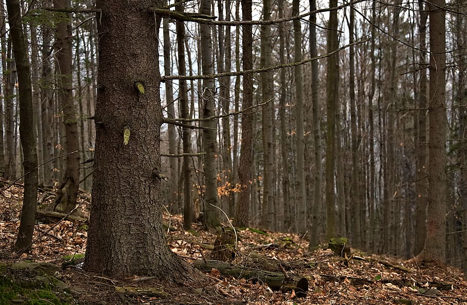 tree, trunk, forest, mountains, nature, the bark, landscape HD wallpaper