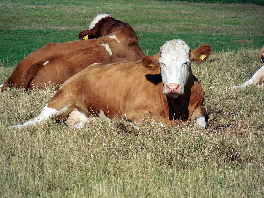 cows, cattle, animals, pasture, graze, cattle breeding, livestock HD wallpaper