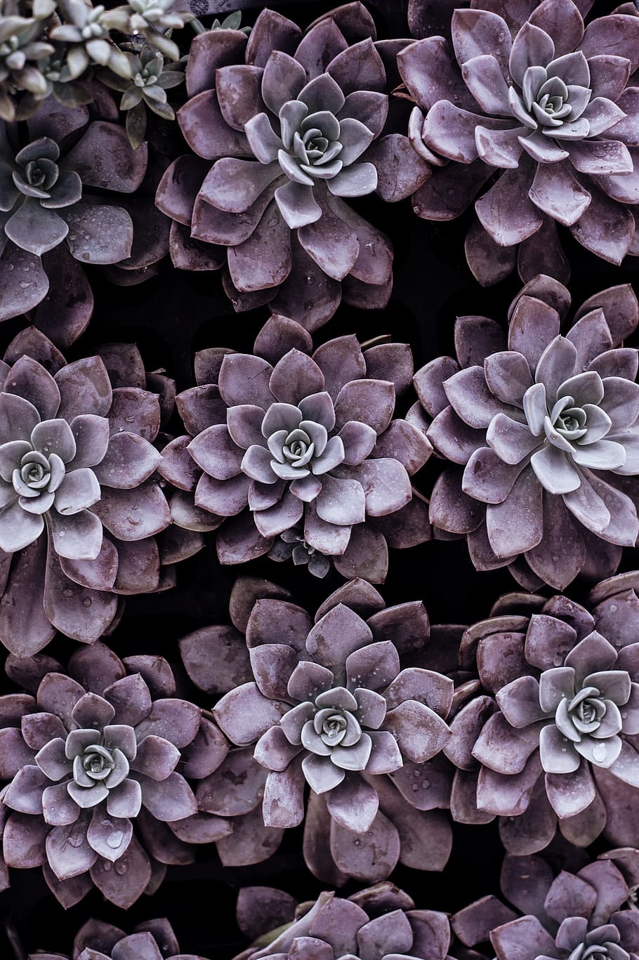 purple succulent plants, purple flowers macro photography, succulents HD wallpaper