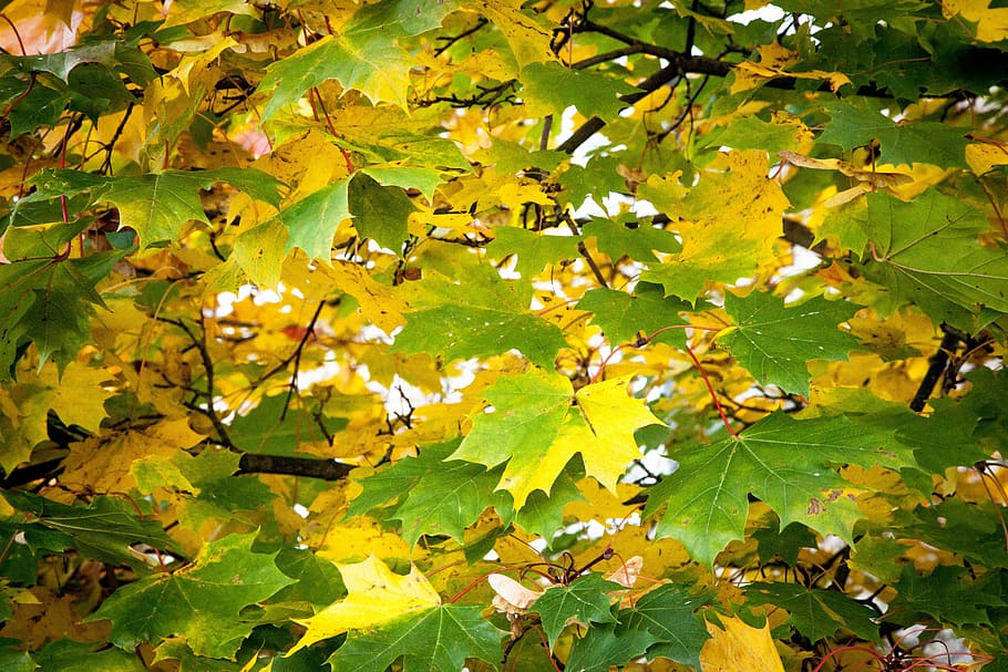fall, leaves, green, yellow, autumn, season, colored, fruit HD wallpaper