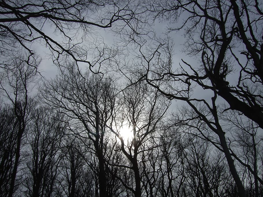 low angle photo of silhouette of leafless trees against sunlight HD wallpaper