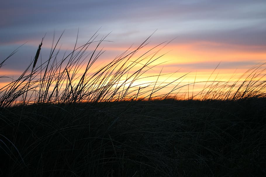 sunset, dune, landscape, coast, sunlight, beach, tourism, netherlands HD wallpaper