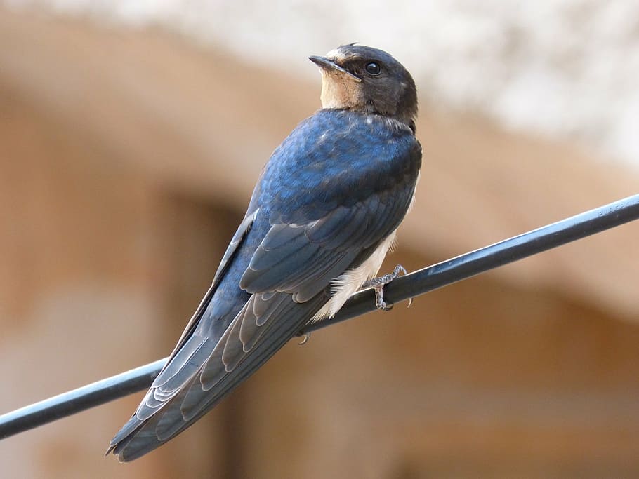 swallow, cable, bird, animal wildlife, vertebrate, animals in the wild HD wallpaper