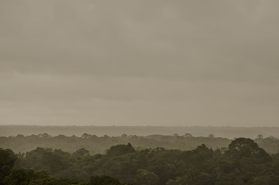 aerial photo of jungle, Amazon, Forest, Flora, Brazil, Trees HD wallpaper