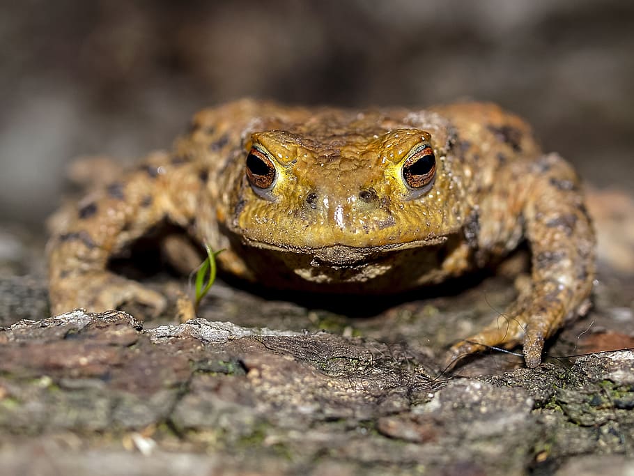 Common Toad, Amphibians, Nature, animal, animal wildlife, one animal HD wallpaper