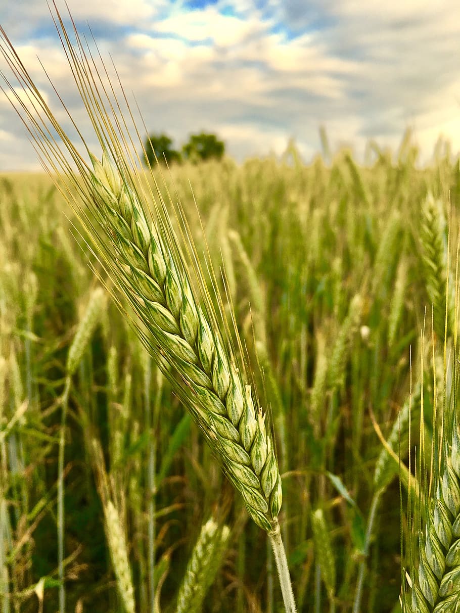 Cereals, Winter Barley, Agriculture, summer, nature, barley field