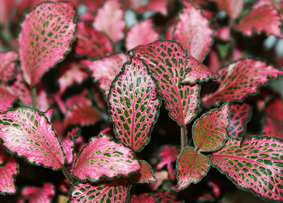 leaf, plants, nature, wipes, abstract, close-up, beauty in nature HD wallpaper