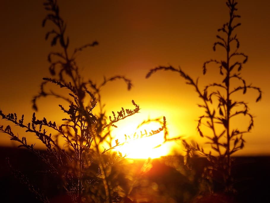 summer, sunset, nature, sky, plant, beauty in nature, orange color HD wallpaper