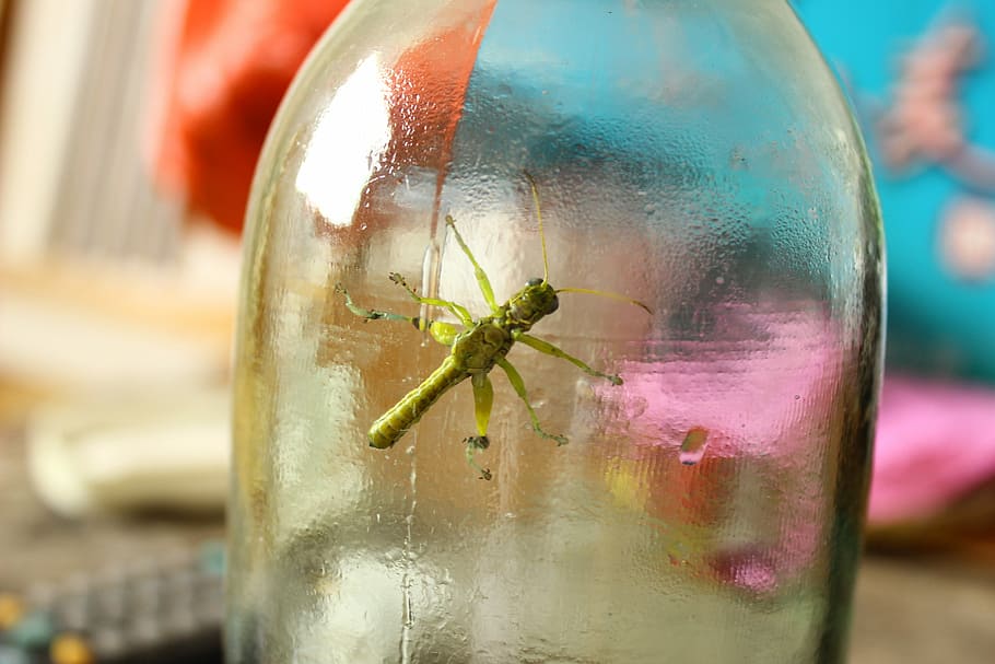 bottles, grasshopper, small animals, captivity, close-up, animal themes HD wallpaper