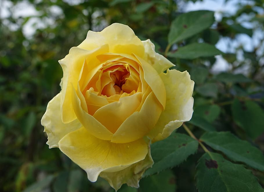 Rosa Multiflora, Multiflora, Rose, Yellow, nature, rose - Flower HD wallpaper