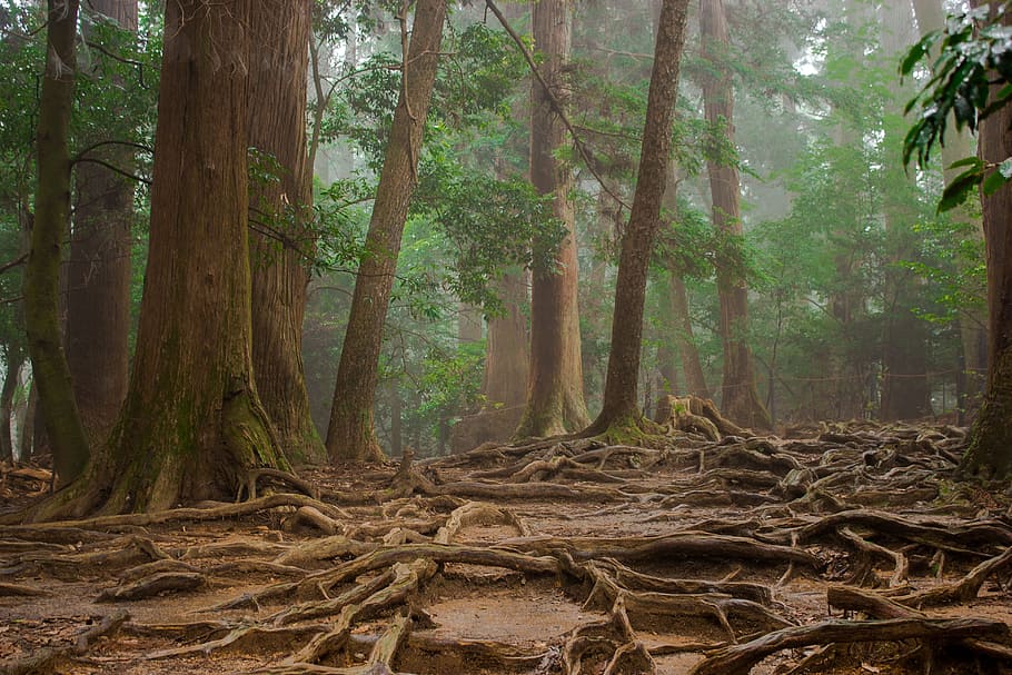 shallow focus photography of green forest during daytime, trees HD wallpaper