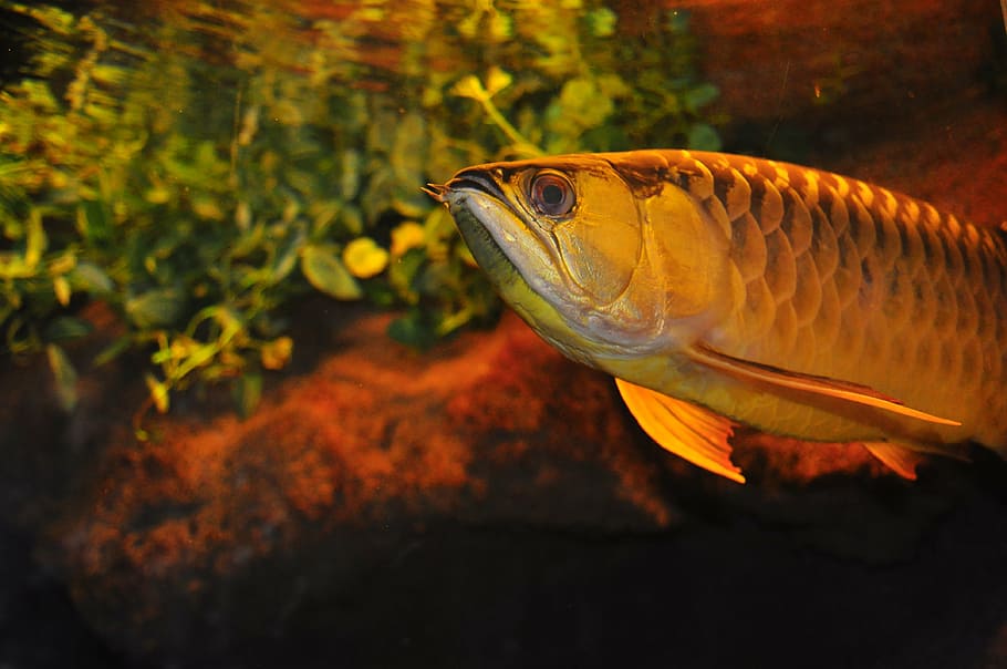 fish, tank, aqua, decorative, zoo, world, aquatic, pet, aquarium HD wallpaper