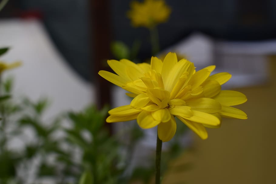 flower, yellow, flowering plant, vulnerability, fragility, freshness HD wallpaper