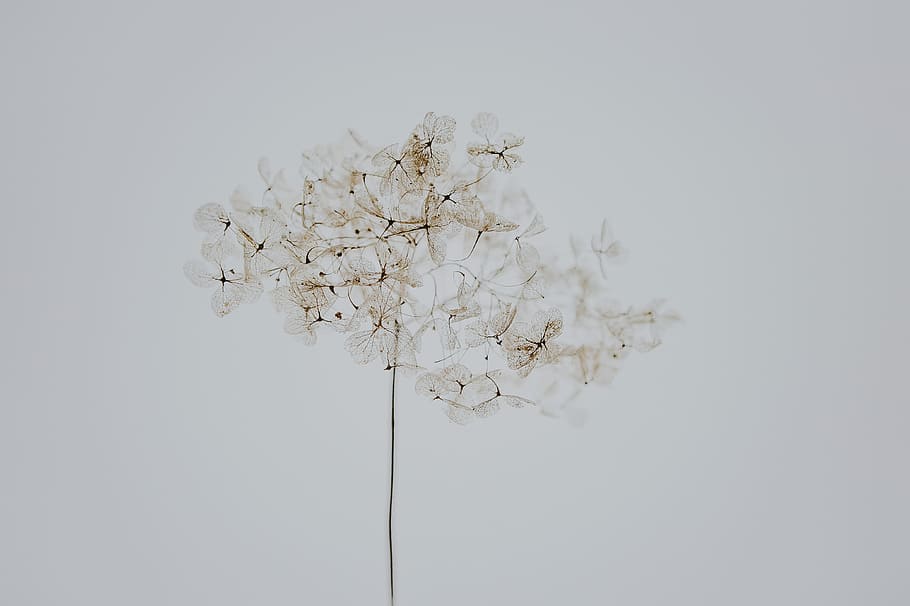white flower painting, close up photograph of white cluster flower HD wallpaper