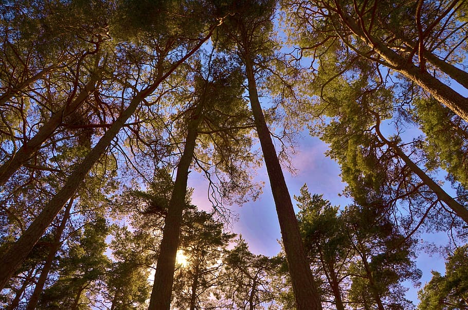 Forest, Tree, Nature, Summer, green, wood, landscape, park HD wallpaper