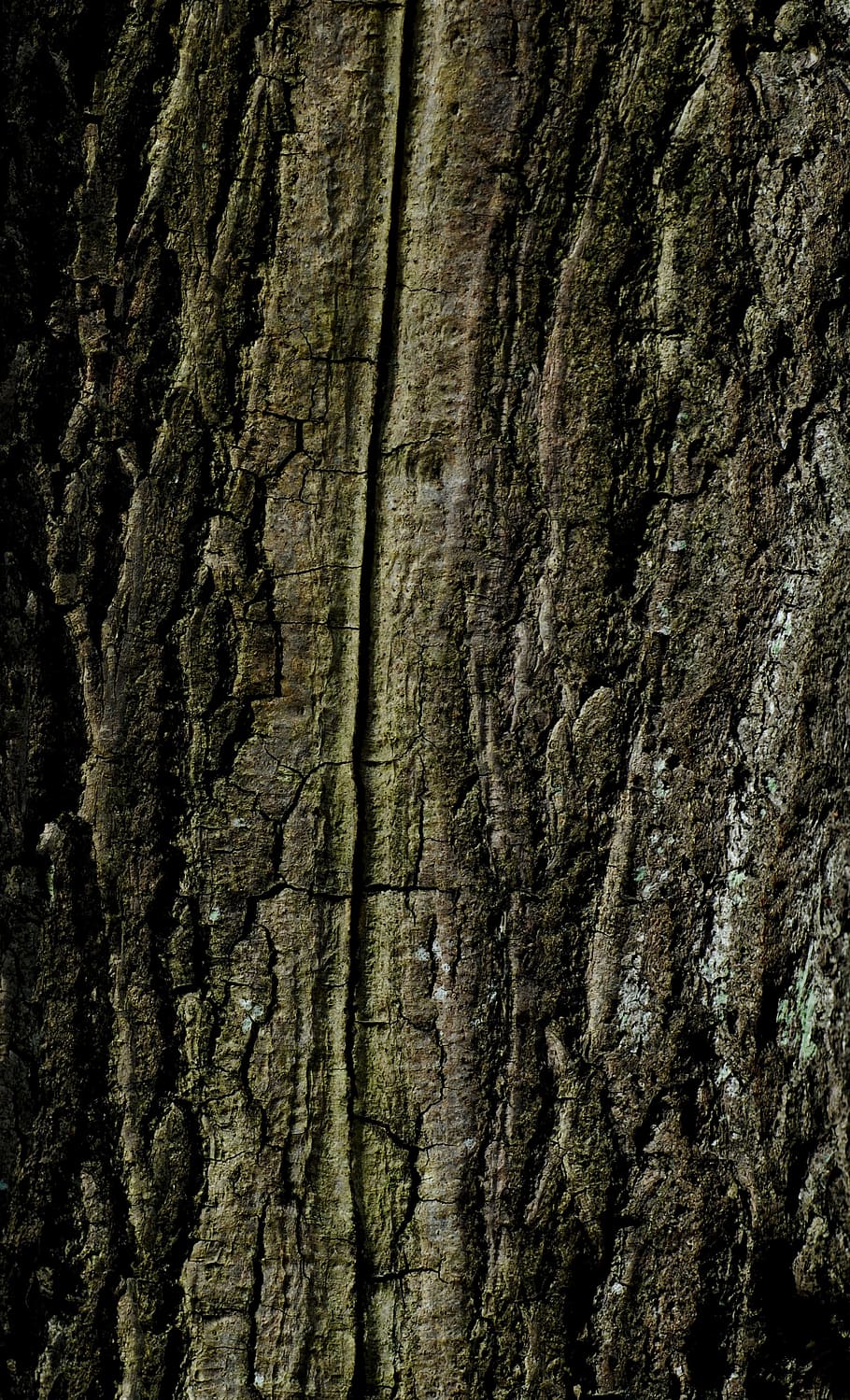Nature, Trunk, Tree Bark, trunk trees, backgrounds, pattern HD wallpaper