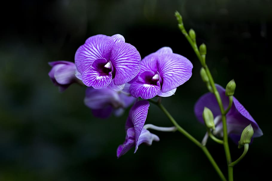 close-up photo fo purple orchids, Flora, Flower, Plant, Nature