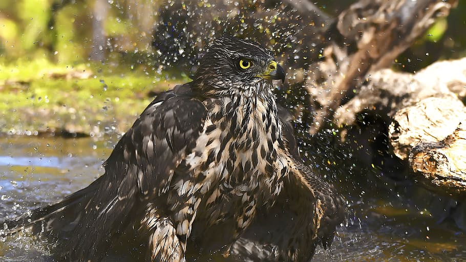 birds, astor, bathing, animal themes, one animal, animals in the wild HD wallpaper