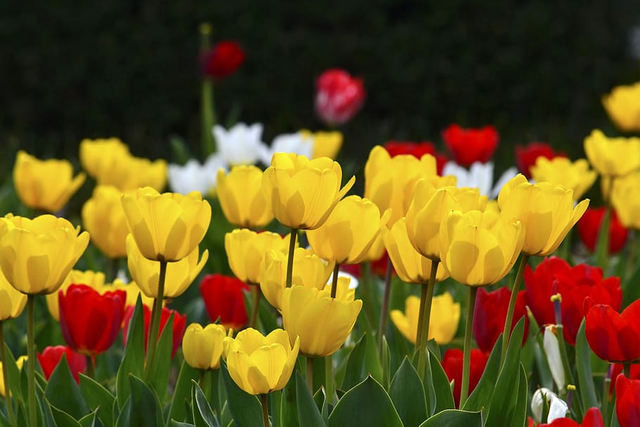 tulip, yellow, red, white, gregariousness, a lot, beautiful HD wallpaper