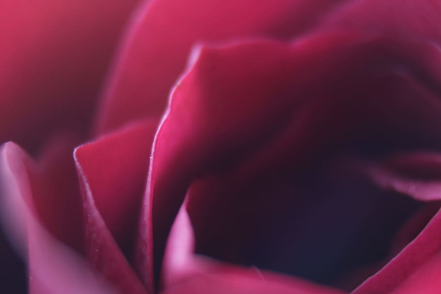 macro photography of flower, Blossom, Nature, rose, fresh, floral HD wallpaper