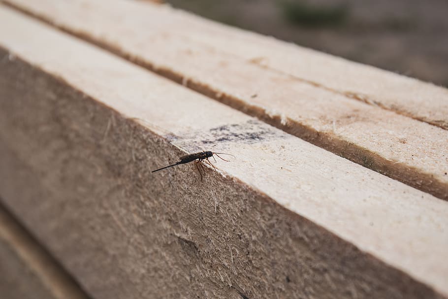nature, board, boards, insect, material, plank, planks, small HD wallpaper