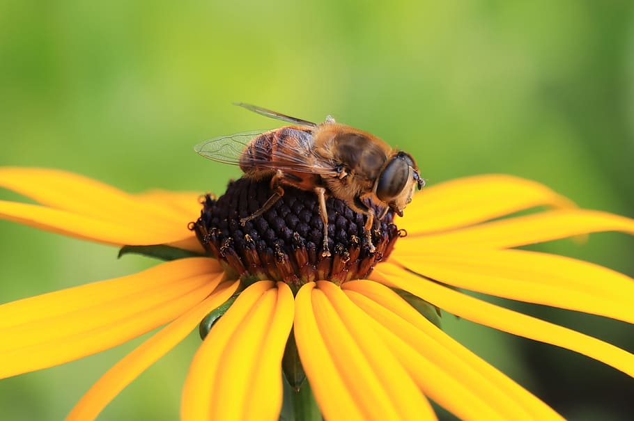 bees, miss, flowering plant, animal themes, invertebrate, insect HD wallpaper