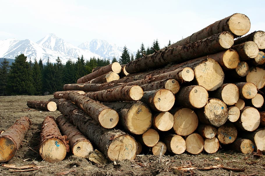 wood, high, tatry, calamity, felling, logs, autumn, snowy, wood - Material