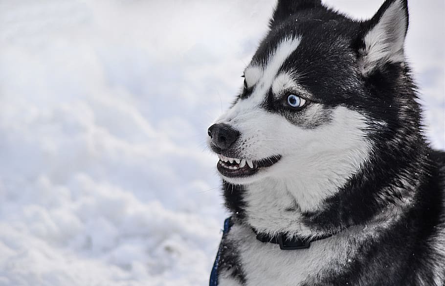 photography of white and black Siberian husky, Dog, Angry, Teeth