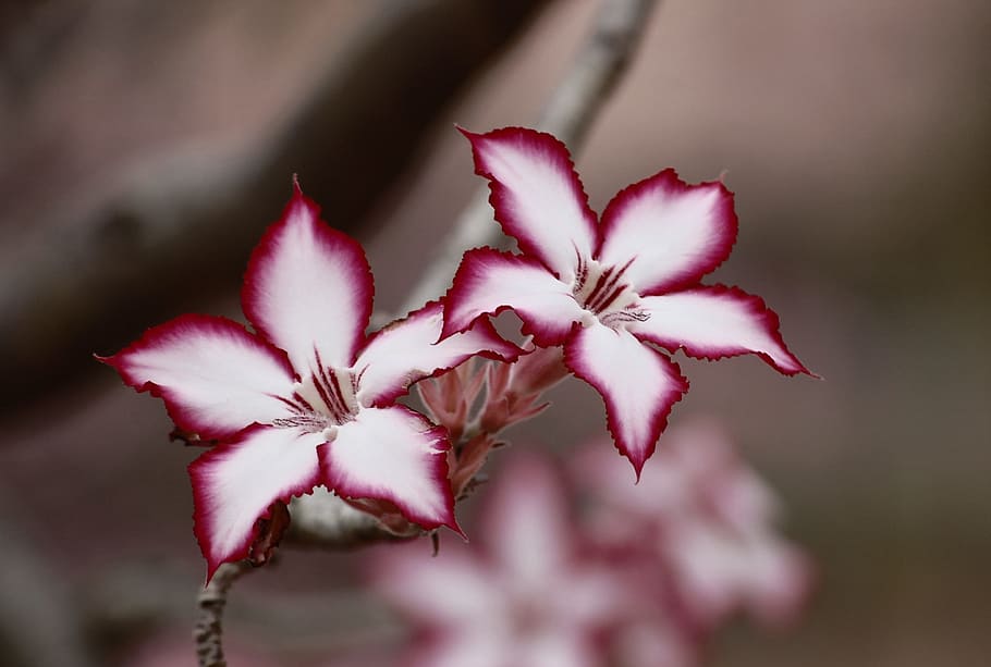 selective focus photography of pink-and-white petaled flowers, HD wallpaper