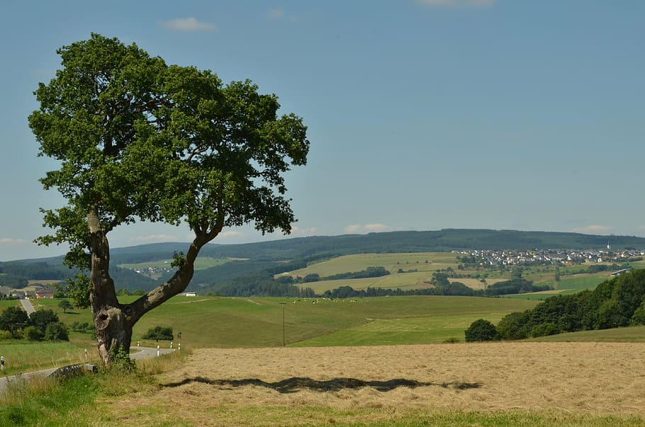tree, landscape, nature, erratic, agriculture, plant, beauty in nature HD wallpaper