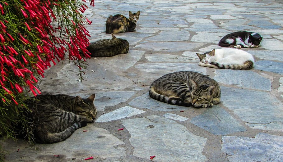 Cats, Sleeping, Cute, Animal, resting, kitten, relax, adorable HD wallpaper