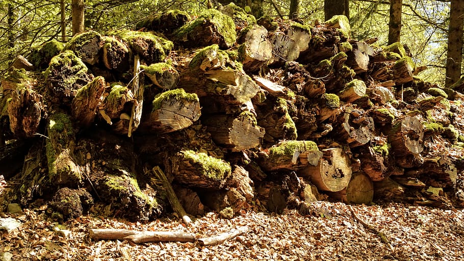 old, break up, morsch, reverse gear, wood, firewood, tree trunks HD wallpaper