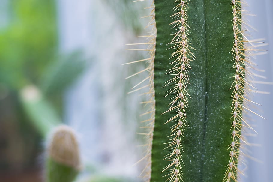 Cactus, Spikes, Closeup, Macro, Plant, green, nature, garden HD wallpaper