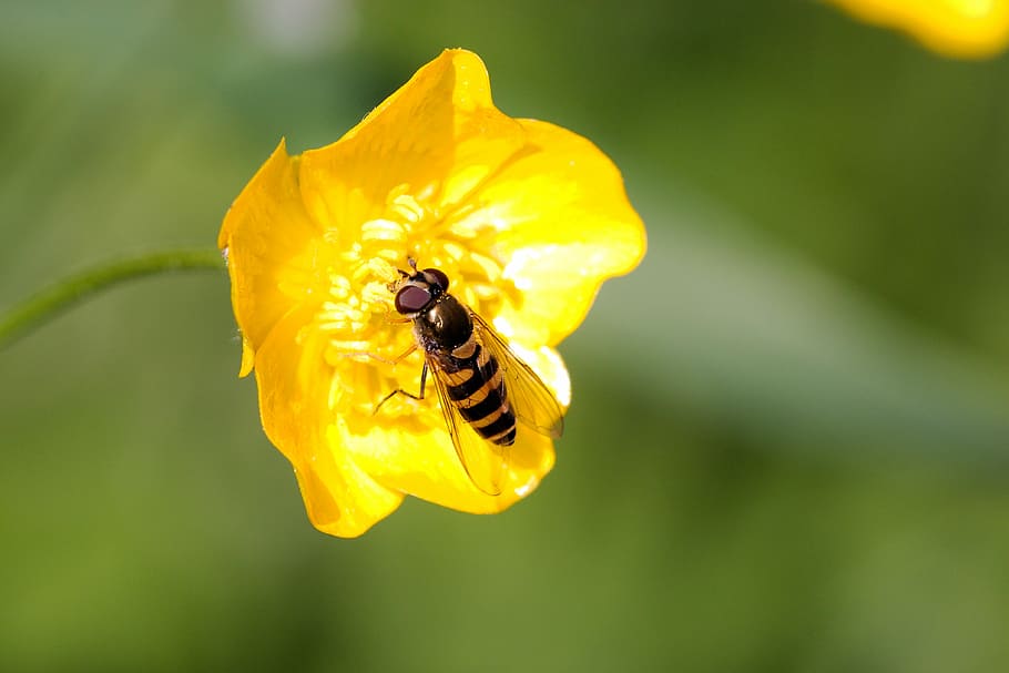 nature, insect, flower, bee, plant, summer, pollen, animal world HD wallpaper