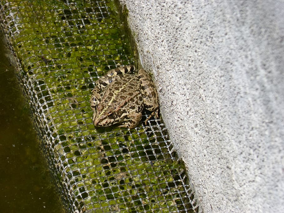 frog, raft, batrachian, animal themes, animal wildlife, animals in the wild HD wallpaper