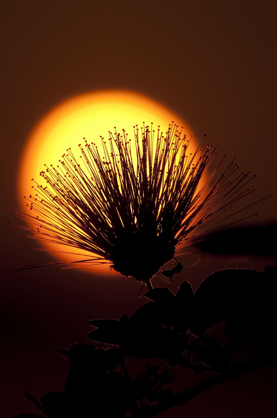 sun, sunset, sky, sunrise, summer, sunlight, landscape, outdoor HD wallpaper