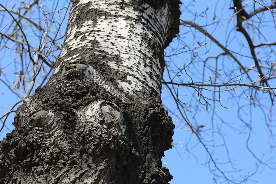 tree, cold, cool colors, branch, low angle view, sky, tree trunk HD wallpaper
