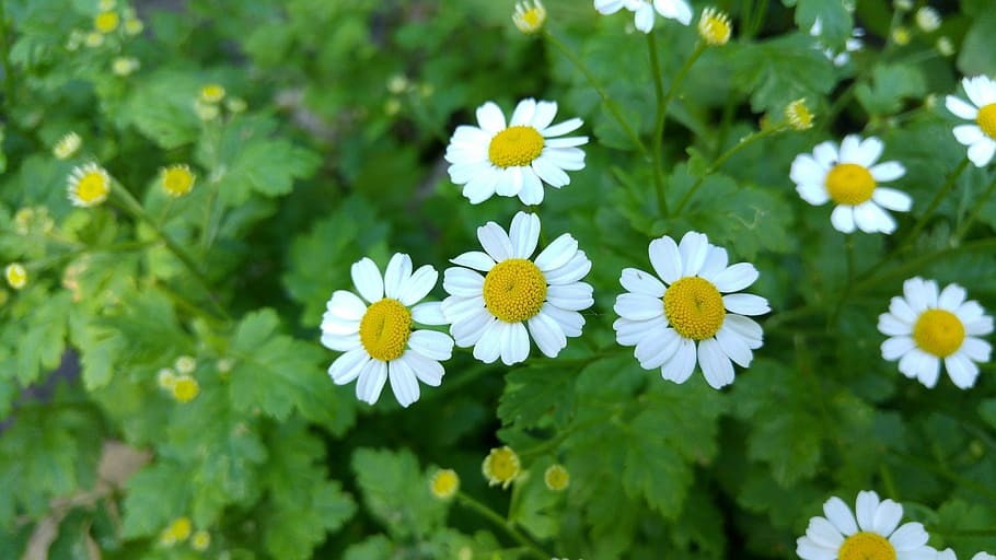 Flower, Margriet, Nature, Petals, flowers, spring, white, white flower