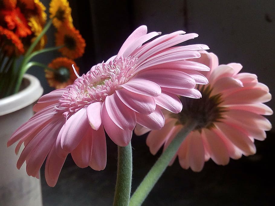 flowers, gerbera, pink, flowering plant, freshness, beauty in nature HD wallpaper