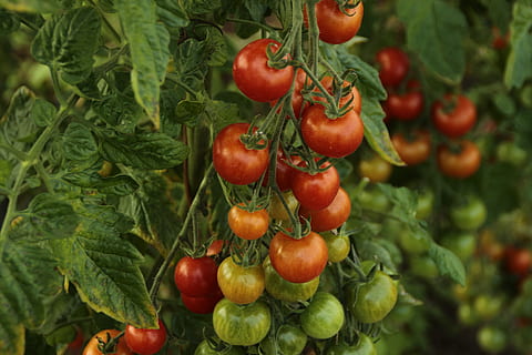 ripe and unripe tomatoes, fruit, food, vegetable, leaf, grow HD wallpaper
