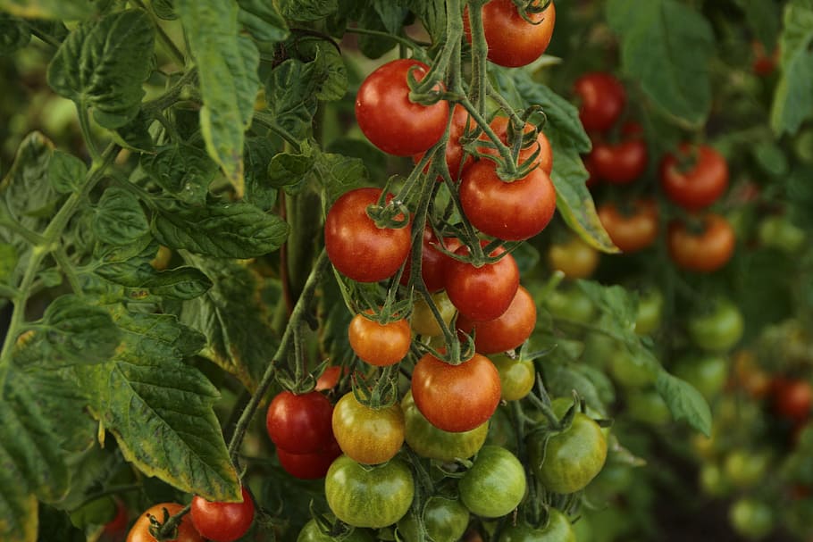 ripe and unripe tomatoes, fruit, food, vegetable, leaf, grow HD wallpaper